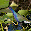 American Purple Gallinule