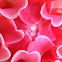 Red Ginger Lily
