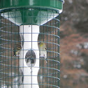 Pine Siskin