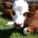 Calf