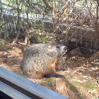 Groundhog