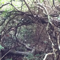 Trees of Hawaii