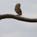 Owlet