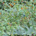 Mile-A-Minute Vine