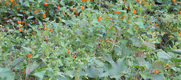 Spotting Image 1