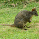Tasmanian pademelon