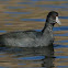 American Coot