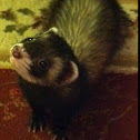 Ferret