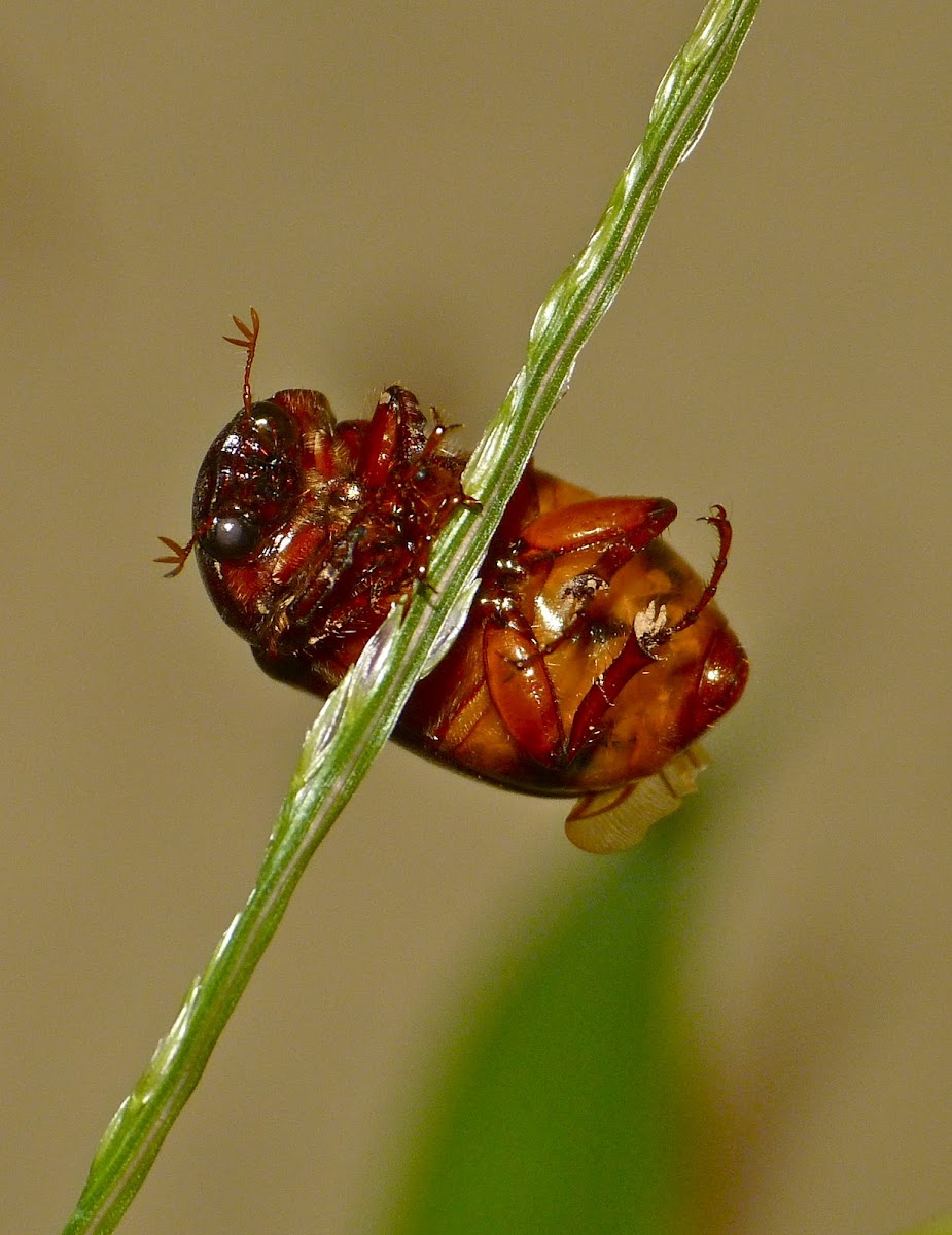 June beetle