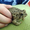 Eastern American Toad