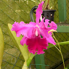 Cattleya