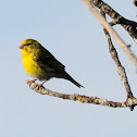 European Serin, Verdecillo