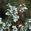 Manuka or Tea tree 