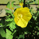 welsh poppy