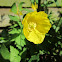 welsh poppy