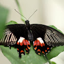 Papilio Alphenor