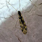 Black crane fly