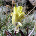 Yellow Paintbrush