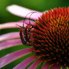 Long-horned Beetle