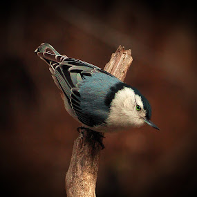 Nuthatch by Paul Mays - Animals Birds ( bird, nature, nuthatch, birding, kentucky,  )