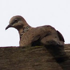 Spotted Turtle-Dove