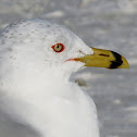 Ring-billed Gull