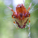 Arrowhead spider