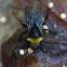 Bumble Bee