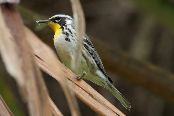 Spotting Image 1