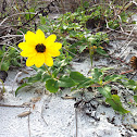 Dune sunflower