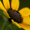 Black-eyed Susan