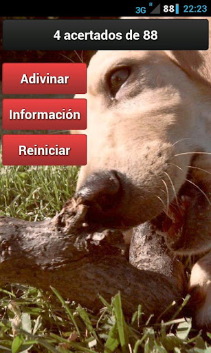 iAdivina Animales