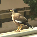 Common myna or Indian myna