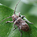 Callimetopus irroratus