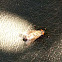 Flesh fly