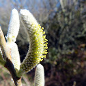 Hooker's Willow