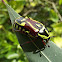 Fiddler beetle
