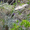 Colibrí tijereta, eliza hummingbird