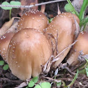 Glistening ink-cap