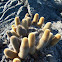 Lava Cactus