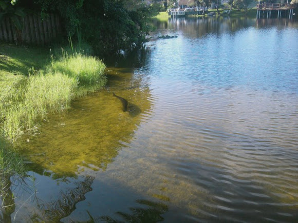 Spotting Image 1