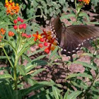 Black swallowtail butterfly