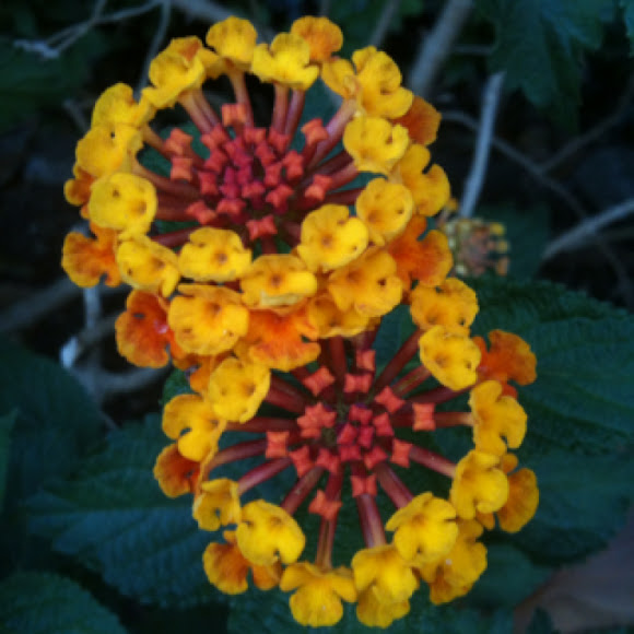 Spotting Image 1