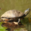 Tigre d'agua (D'Orbigny's slider)