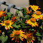 Straw flower
