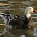 "Blue Goose"