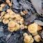 Xeromphalina campanella