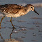 Least Sandpiper
