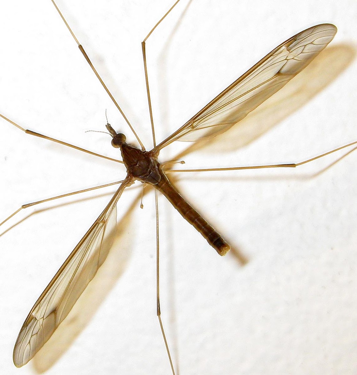 Giant Crane Fly