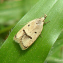Moth